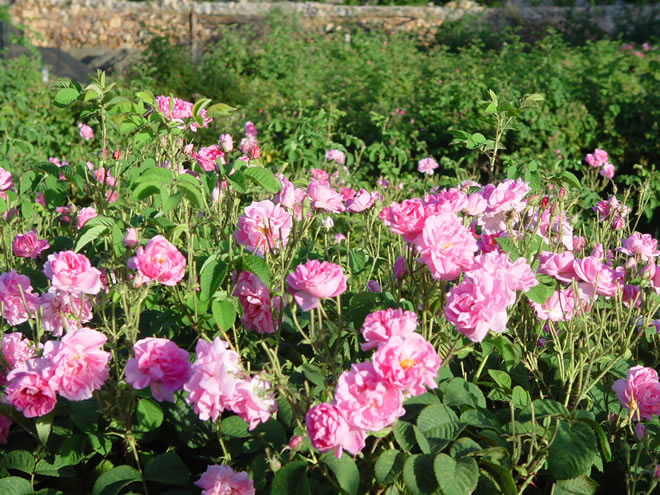 Rosa damascena (Маслодайна роза).